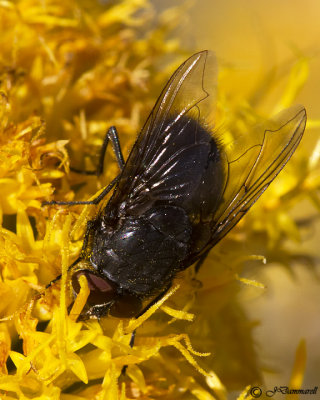 Blow Fly  Calliphora