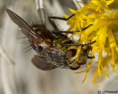 Tachnid Fly