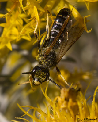 Halictus Bee