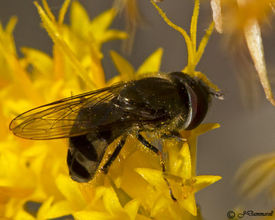 Sedge Fly  Platycheirus subgenus carposcalis