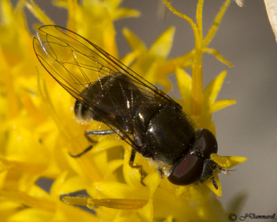 Sedge Fly  Platycheirus subgenus carposcalis