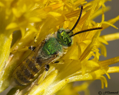 Green Metallic Bee  Agapostemon male
