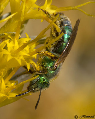 Green Metallic Bee Agapostemon female