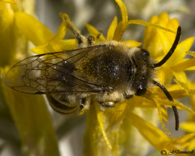 Andrena Bee