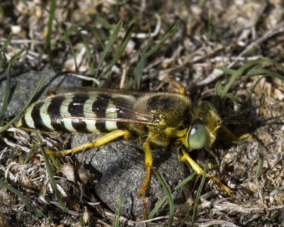 Sand Wasp Bembix