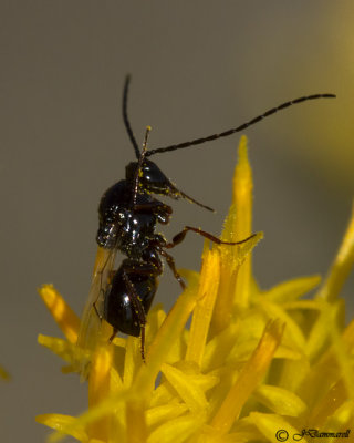 Parasitic Wasp Figitidae subfamily Eucoilinae