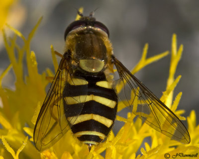 Flower Fly  Eupeodes