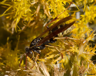 Golden Paper Wasp Polistes aurifer