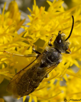 Halictus Bee