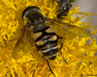 Flower Fly  Helophilus