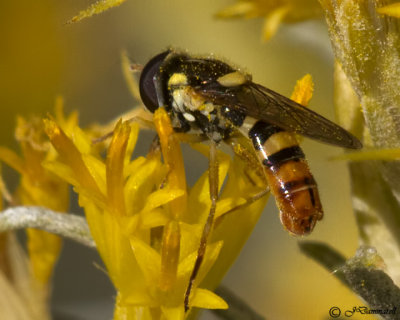 Hover Fly