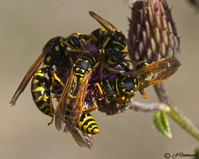 European Paper Wasps Polistes dominulus