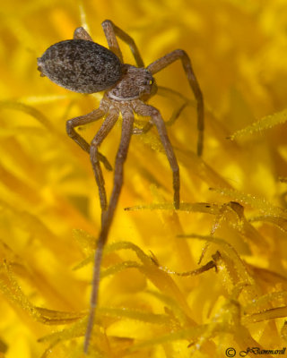 Running Crab Spider Philodromidae
