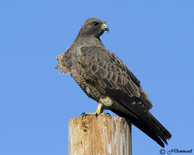 Swainson's Hawk