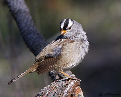 White-crowned Sparrow