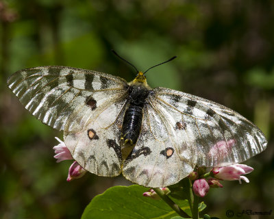 Butterflies 2013