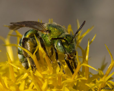 Agapostemon Green Metallic Bee (female)