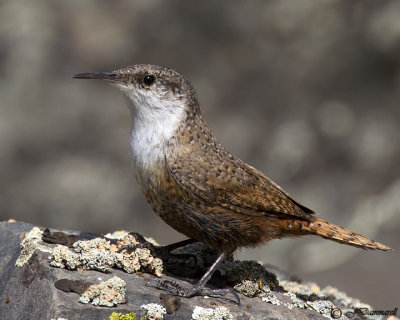 Canyon Wren