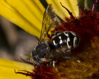 Dianthidium Resin Bee