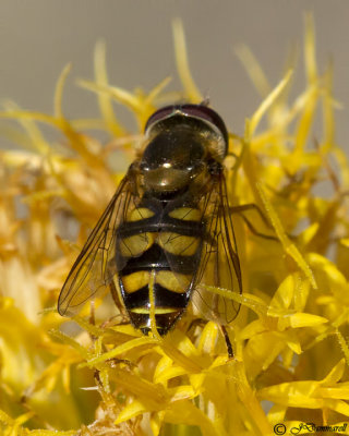 Eupeodes Flower Fly (male)