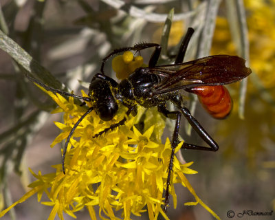 Podalonia  Wasp male