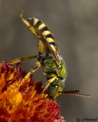 Agapostemon Green Metallic Bee (male)
