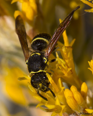 Potter Wasp subfamily Eumeninae