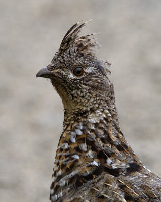 Ruffed Grouse