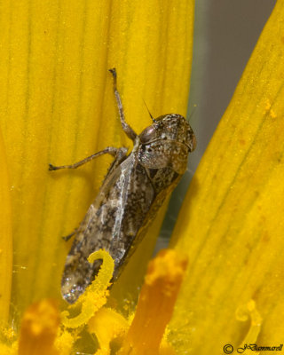 Errhomus male Planthopper