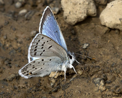 Plebejus saepiolus Greenish Blue Butterfly