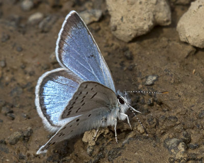 Plebejus saepiolus Greenish Blue Butterfly