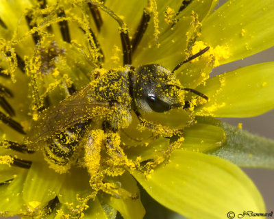 Halictus bee