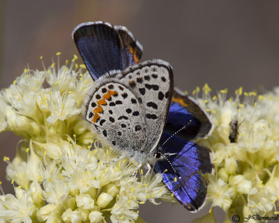 Euphilotes battoides  Square-spotted Blues