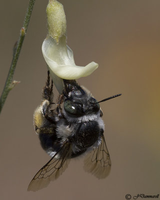 Eucera Long-horned bee