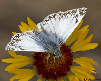 Northern White Skipper Heliopetes ericetorum