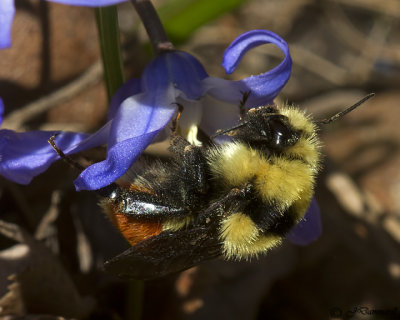 Hunt's Bumblebee   Bombus huntii