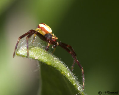 Misumena vatia male  Crab Spider