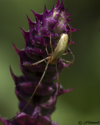 Tetrignatha spider 
