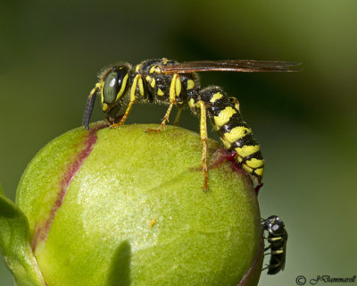 Bee Wolf Philanthus (L) and Oxybelus (R)
