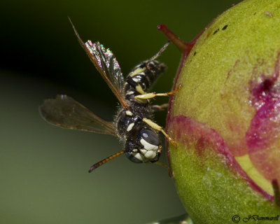 Cerceris  Weevil Wasp