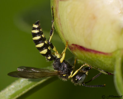 Cerceris  Weevil Wasp