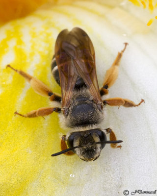 Andrena  Mining Bee