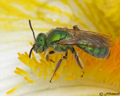 Agapostemon   Green Sweat Bees