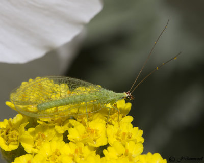 Green Lacewing  Aphid Lion