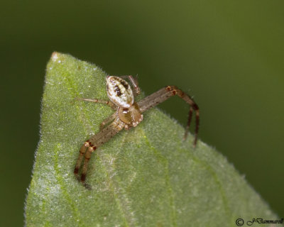 Mecaphesa male  Crab Spider