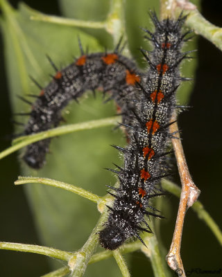 Mourning Cloak butterfly larva