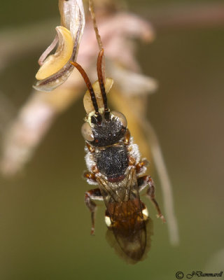 Nomada  Cuckoo Bee