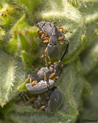 Rhopalapion longirostre  Hollyhock weevils