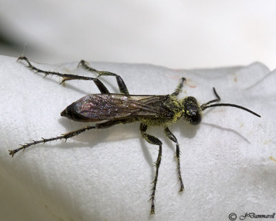 Prionyx Wasp