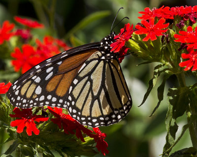 Monarch Butterfly  Danaus plexippus